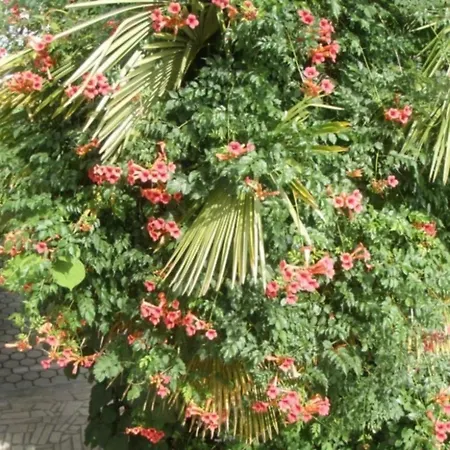 Barbara 公寓 波雷奇
